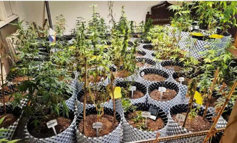 नोएडा की डिजिटल दुनिया में छुपा ड्रग्स का भयंकर रहस्य — ऑनलाइन मारिजुआना नेटवर्क का पर्दाफाश